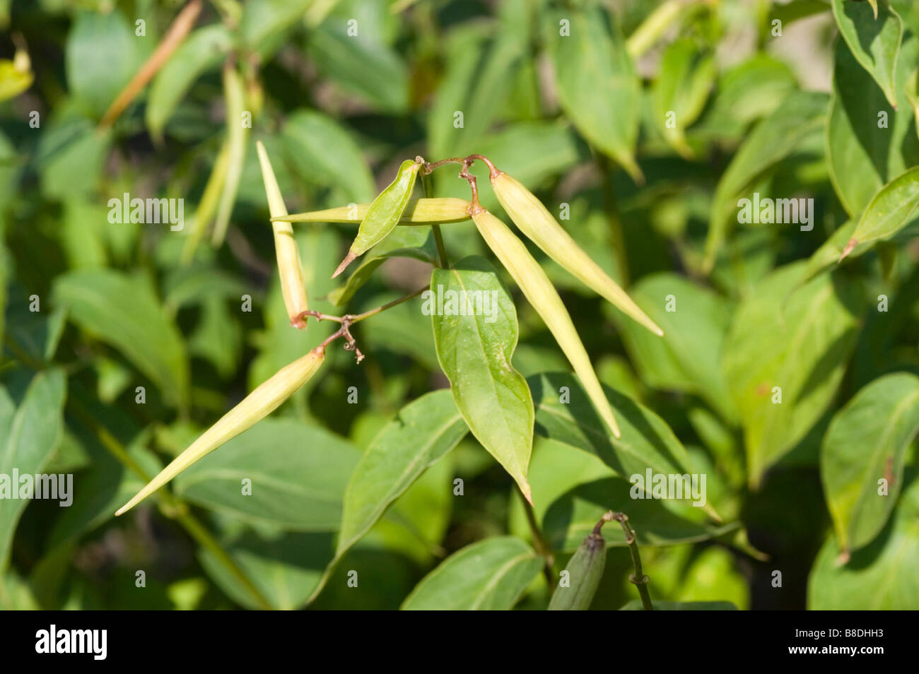 Black Swallow-wort , Asclepiadaceae, vincetoxicum nigrum Stock Photo