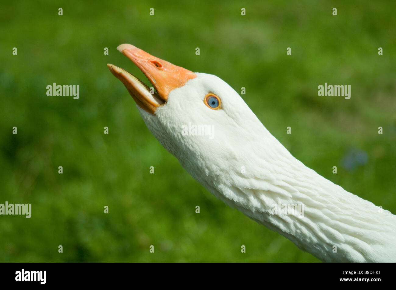 Angry Goose Stretching out neck and hissing as a warning Stock Photo