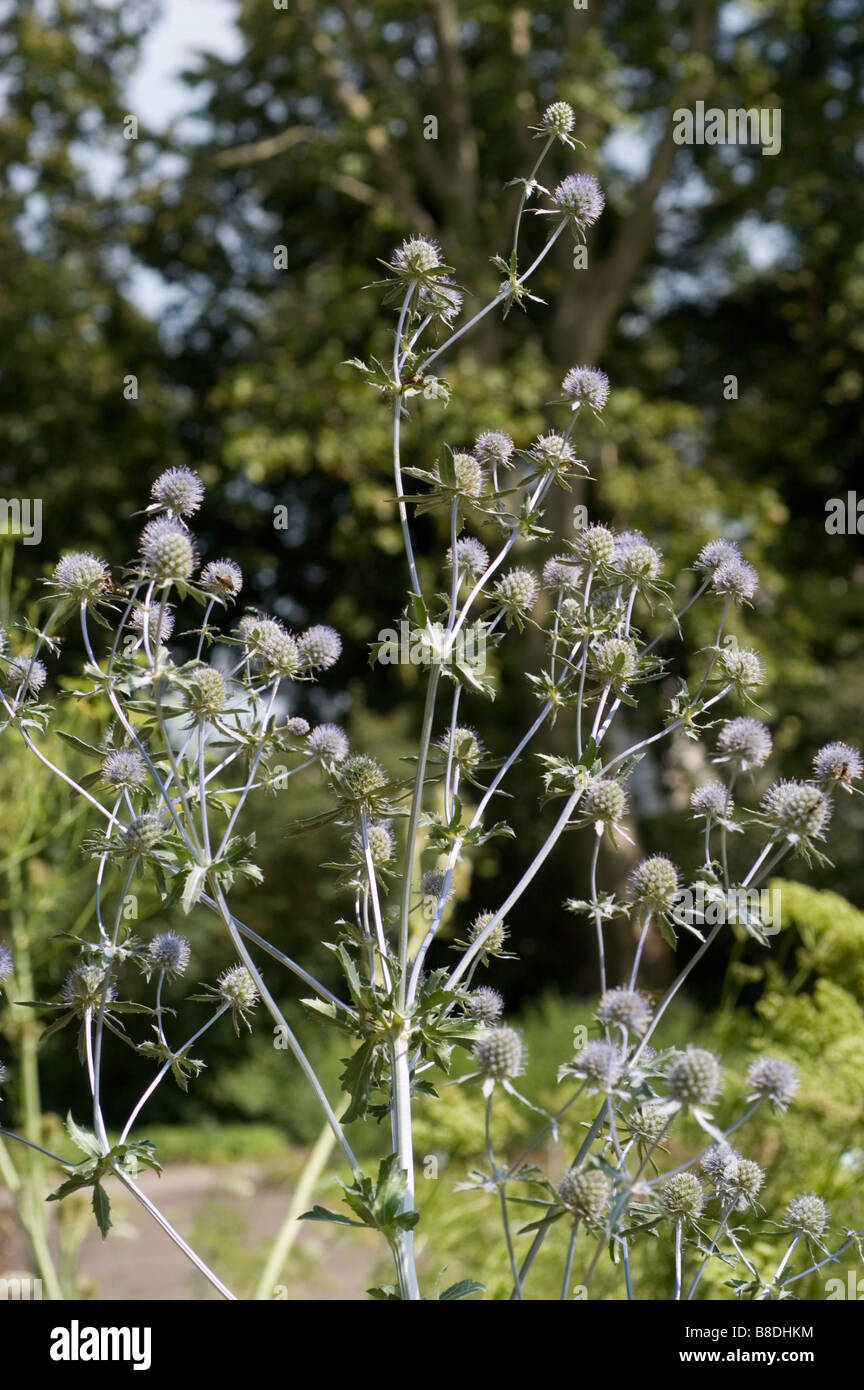 Sea Holly, Apiaceae, Eryngium dichotomum Stock Photo