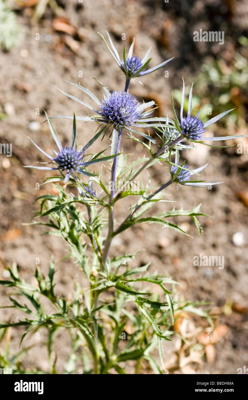 Amethyst Sea Holly, Apiaceae, Eryngium amethystinum Stock Photo Alamy