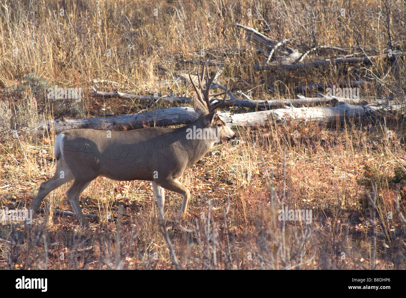 A large Buck Mule Deer walks along in Wyoming Stock Photo