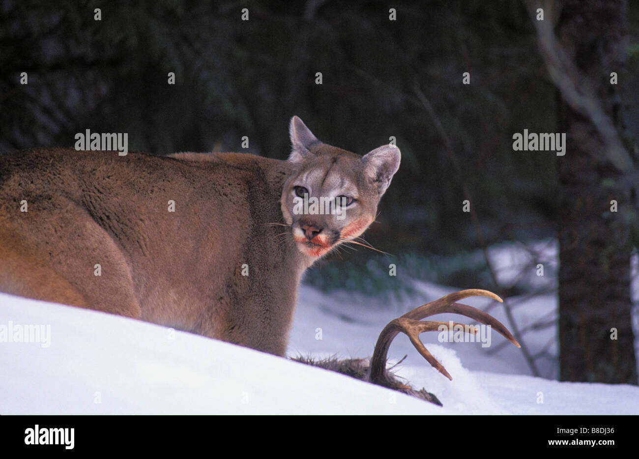 tk0148, Thomas Kitchin; Cougar/Mountain Lion/Puma Adult mule deer winter  Predator/Prey Rocky Mountains Felis concolor Stock Photo - Alamy