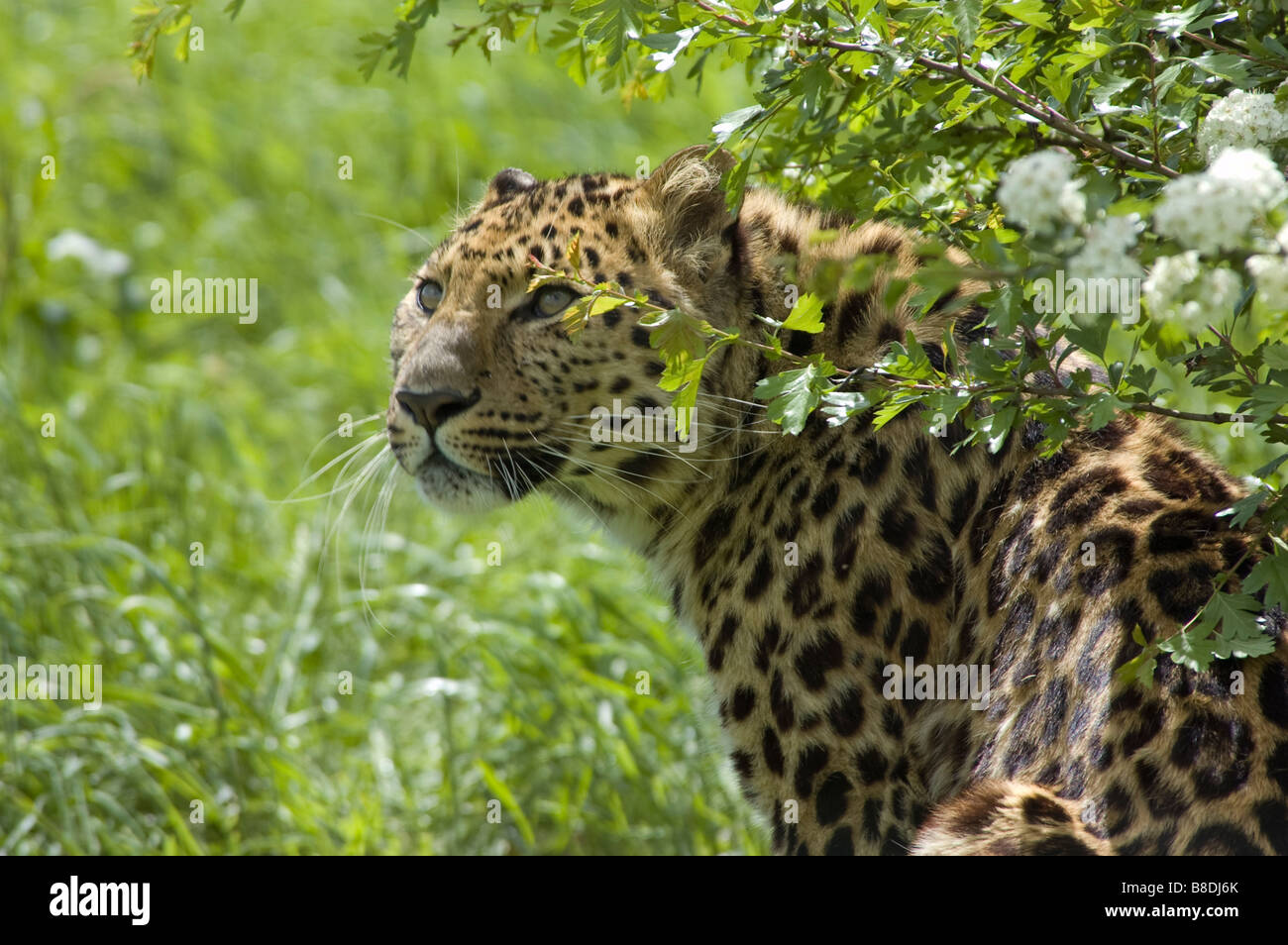 Amur leopard breeding hi-res stock photography and images - Alamy