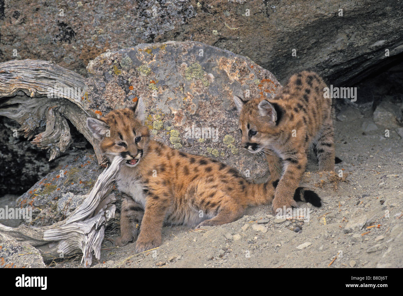 tk0159, Thomas Kitchin; Cougar/Mountain Lion/Puma  Cubs - 5 weeks old  Summer  Rocky Mountains  Felis concolor Stock Photo