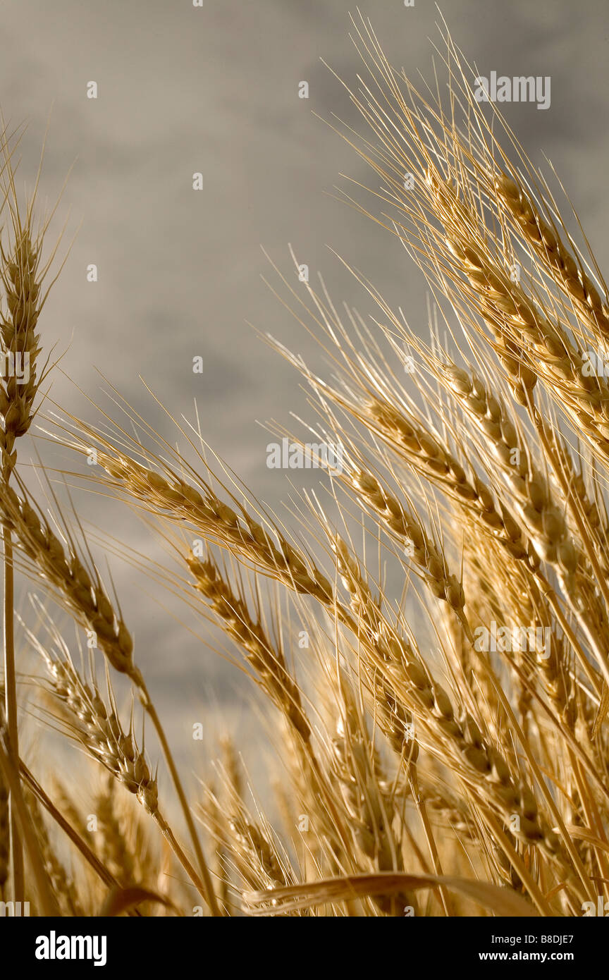 Stalks of wheat, Saskatchewan, Canada Stock Photo Alamy