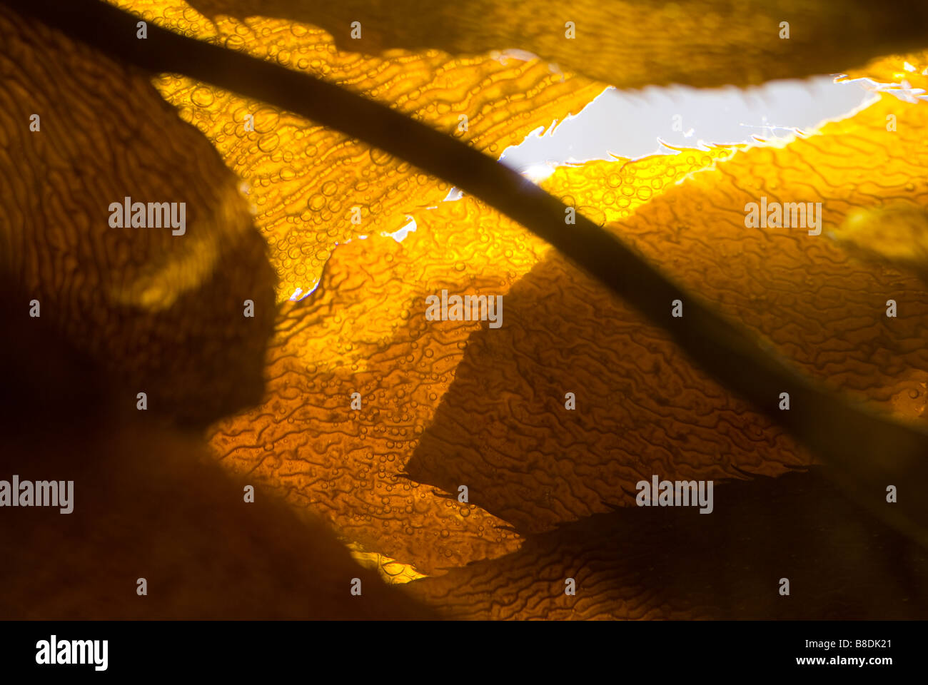 Kelp floating on the ocean surface Stock Photo