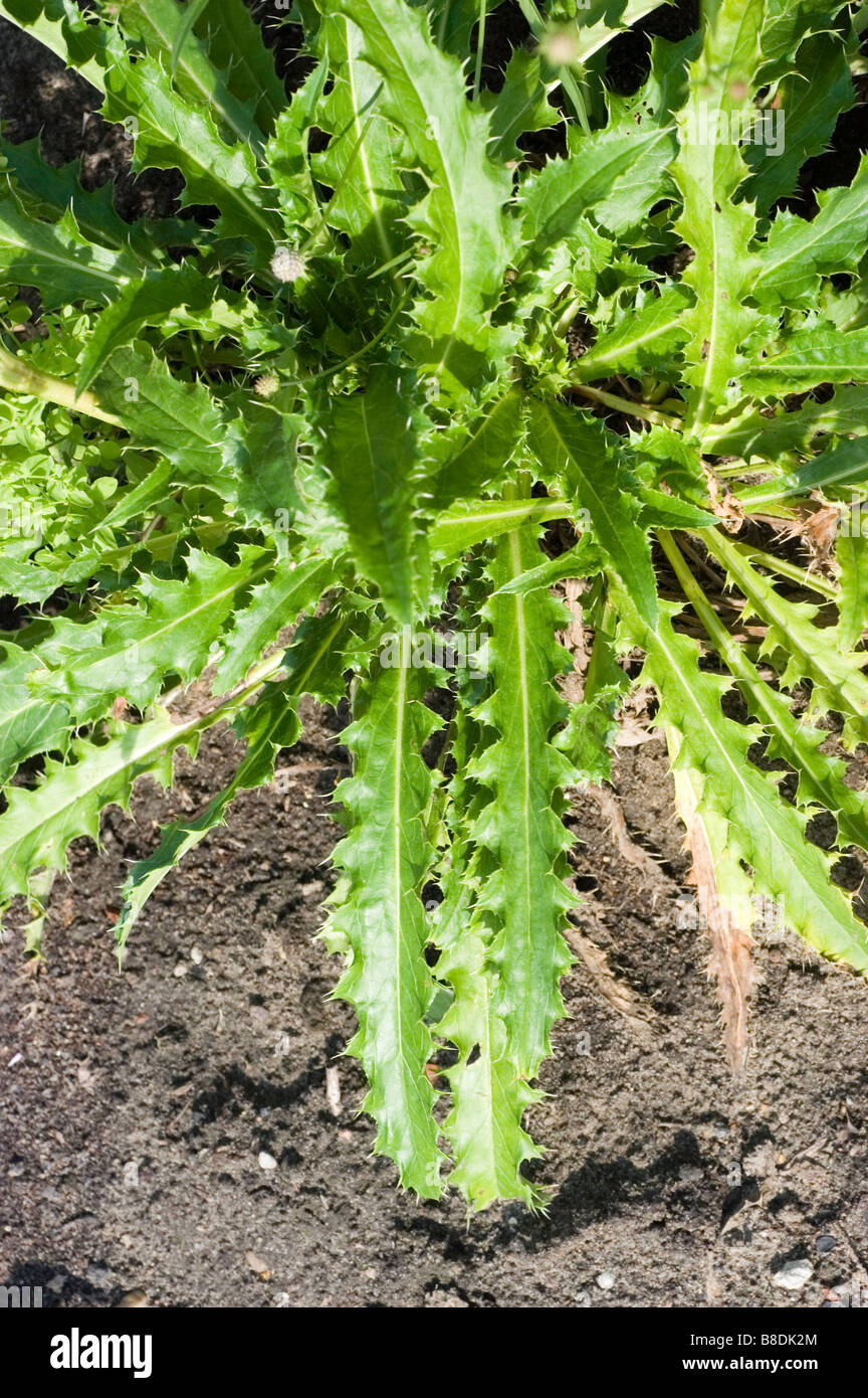 Whorlflower, Himalayan Whorlflower , Morinaceae, Morina longifolia, Himalayas, Nepal, Asia Stock Photo