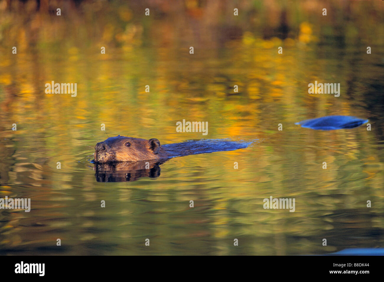 tk0236, Thomas Kitchin; Beaver - willow leaves reflecting water Autumn ...