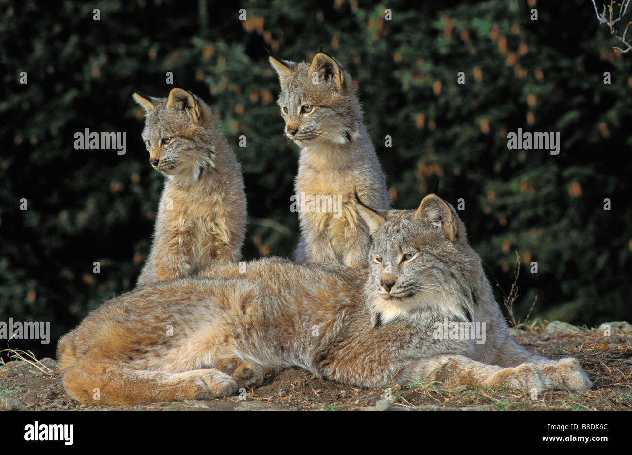tk0246, Thomas Kitchin; Lynx kittens fir est  4 months old  Autumn  Rocky Mountains  North America  Felis lynx canadensis Stock Photo