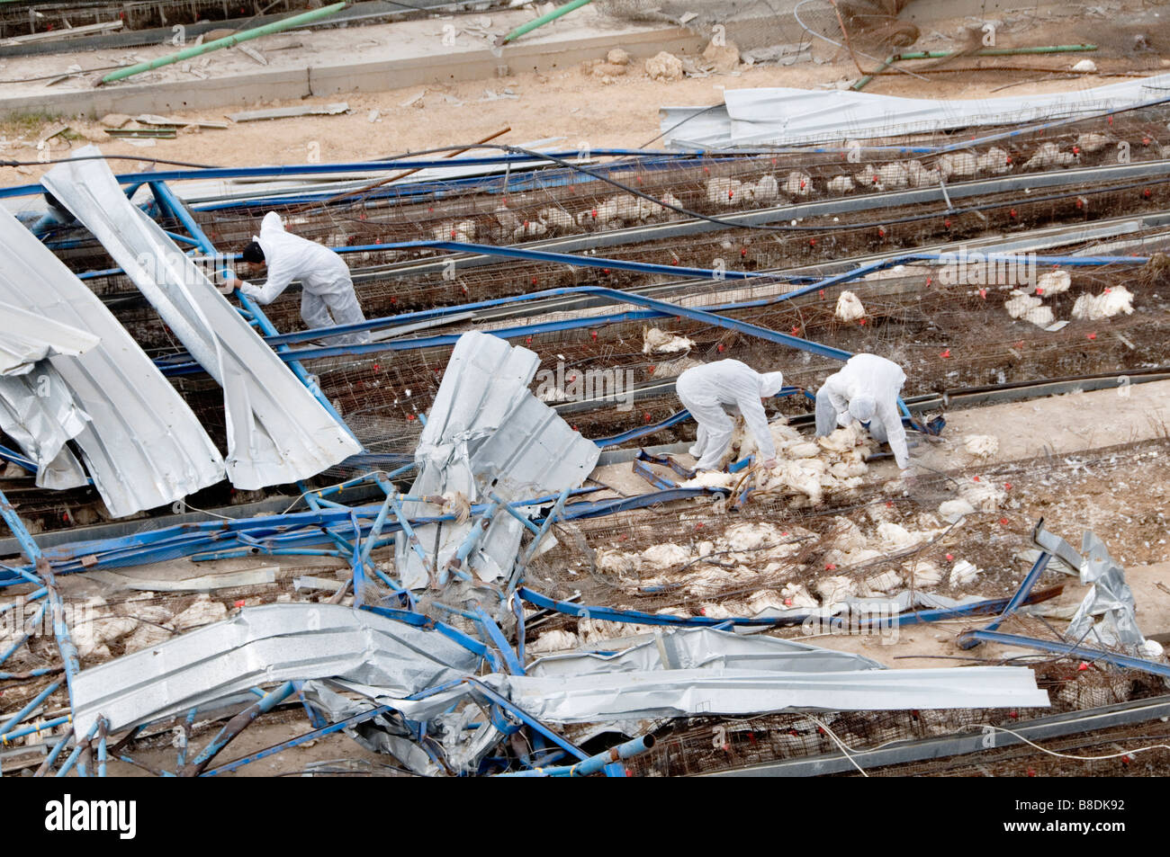 Destroyed chicken farm , Zeitoun, Gaza. Workers clear up the carcasses of 4000 dead birds. Stock Photo