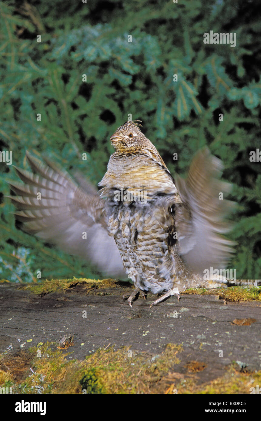 Ruffed Grouse, male, drumming Spring courtship display Rocky Mountains
