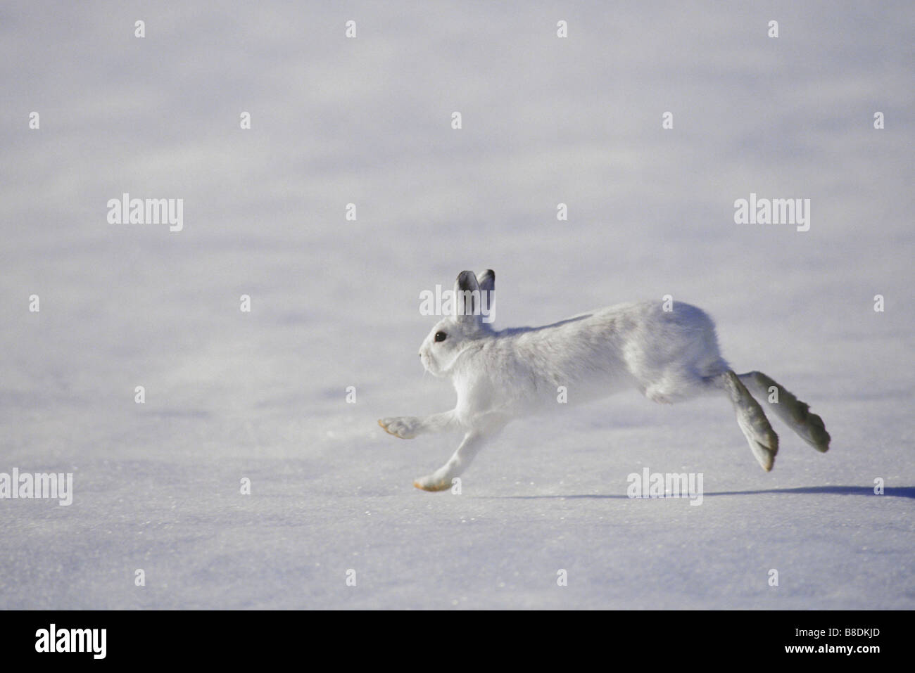 tk0280, Thomas Kitchin; Snowshoe hare winter coat  Large feet enable it to bound  across deep snow  Lepus americanus Stock Photo