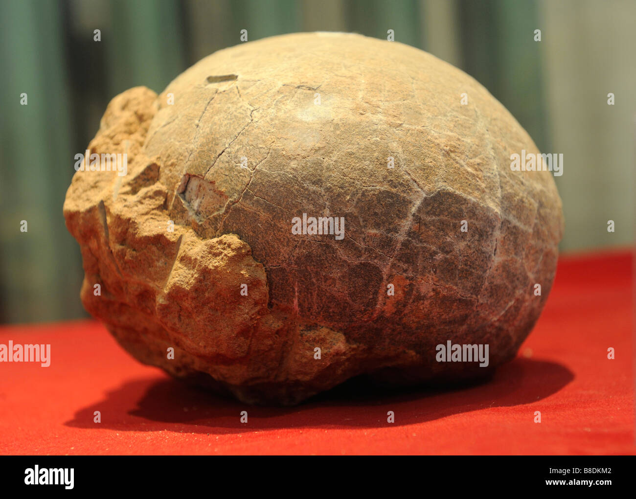 Fossil of dinosaurs egg hi-res stock photography and images - Alamy