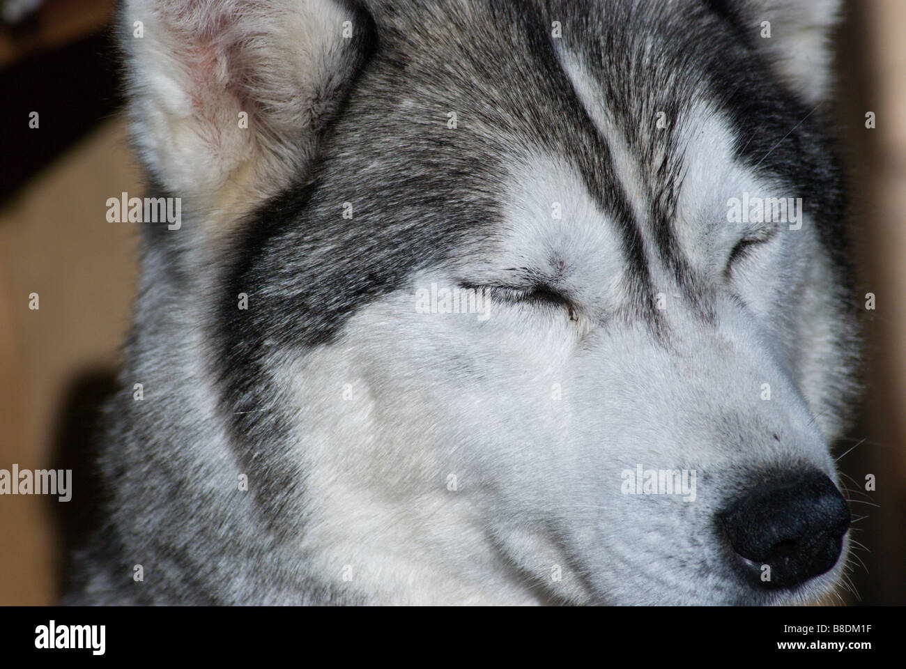Siberian Husky eyes closed portrait Stock Photo
