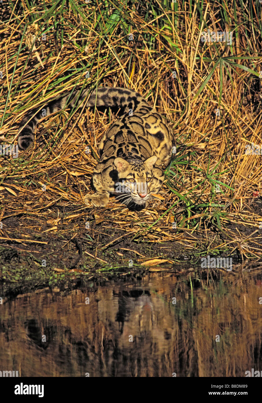 tk0305, Thomas Kitchin; Clouded Leopard bamboo Found Indochina, India