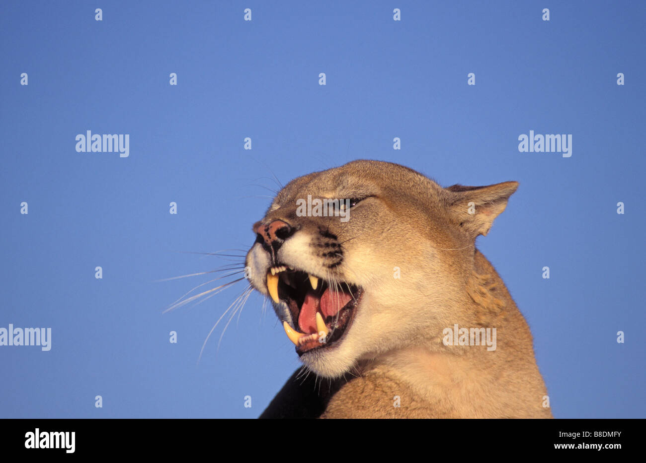 Puma growling hi-res stock photography and images - Alamy