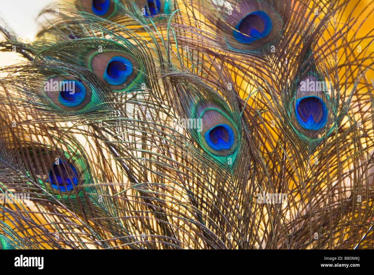 Peacock feathers Stock Photo - Alamy