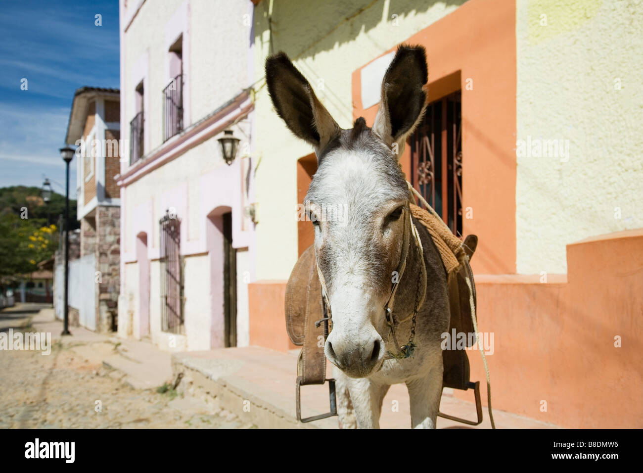 Donkey in copala Stock Photo