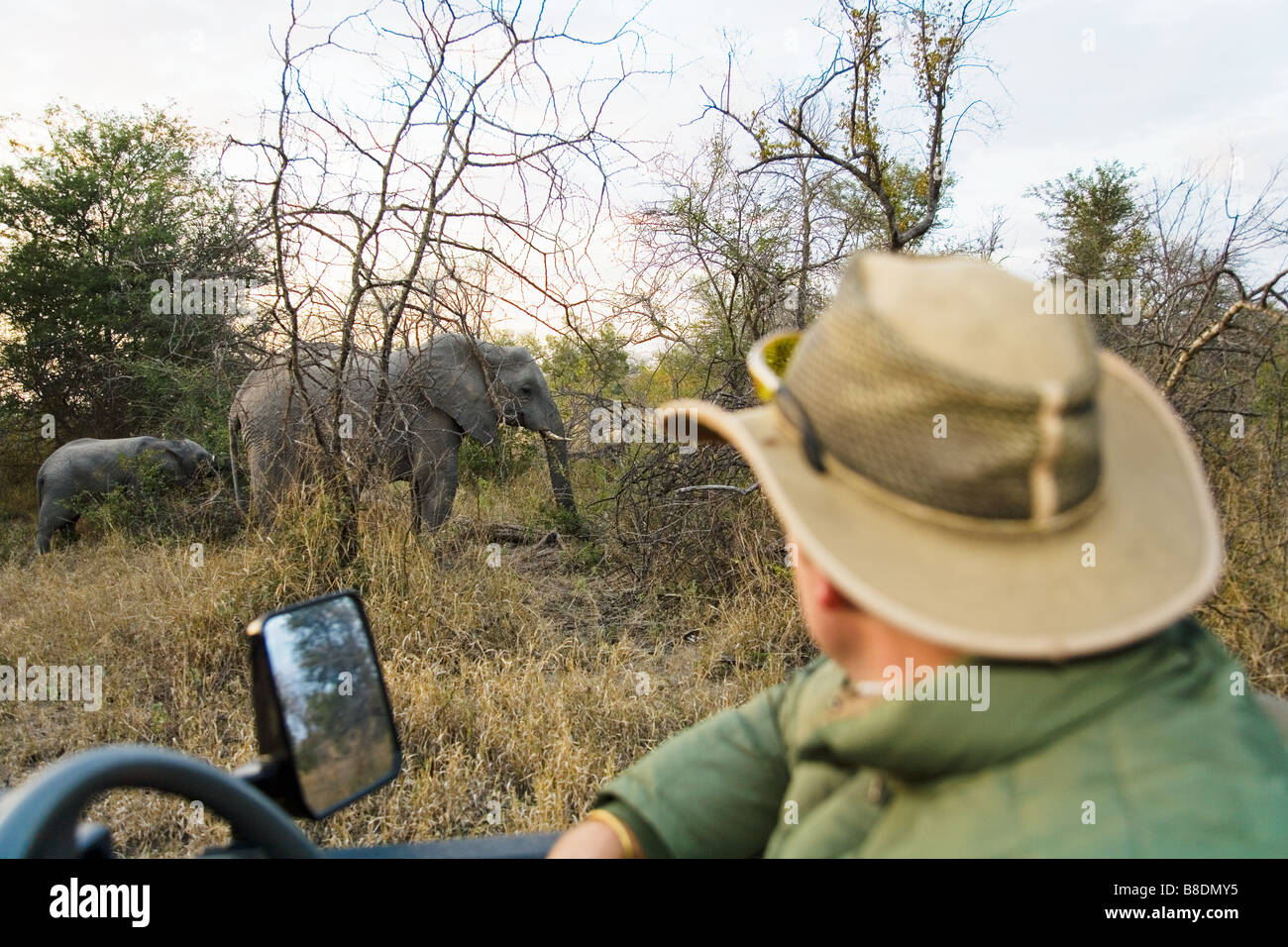 Man looking at elephants Stock Photo