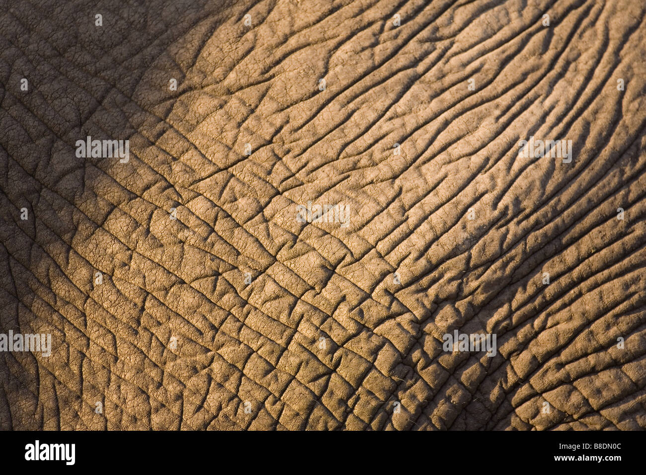 Skin of african elephant Stock Photo Alamy
