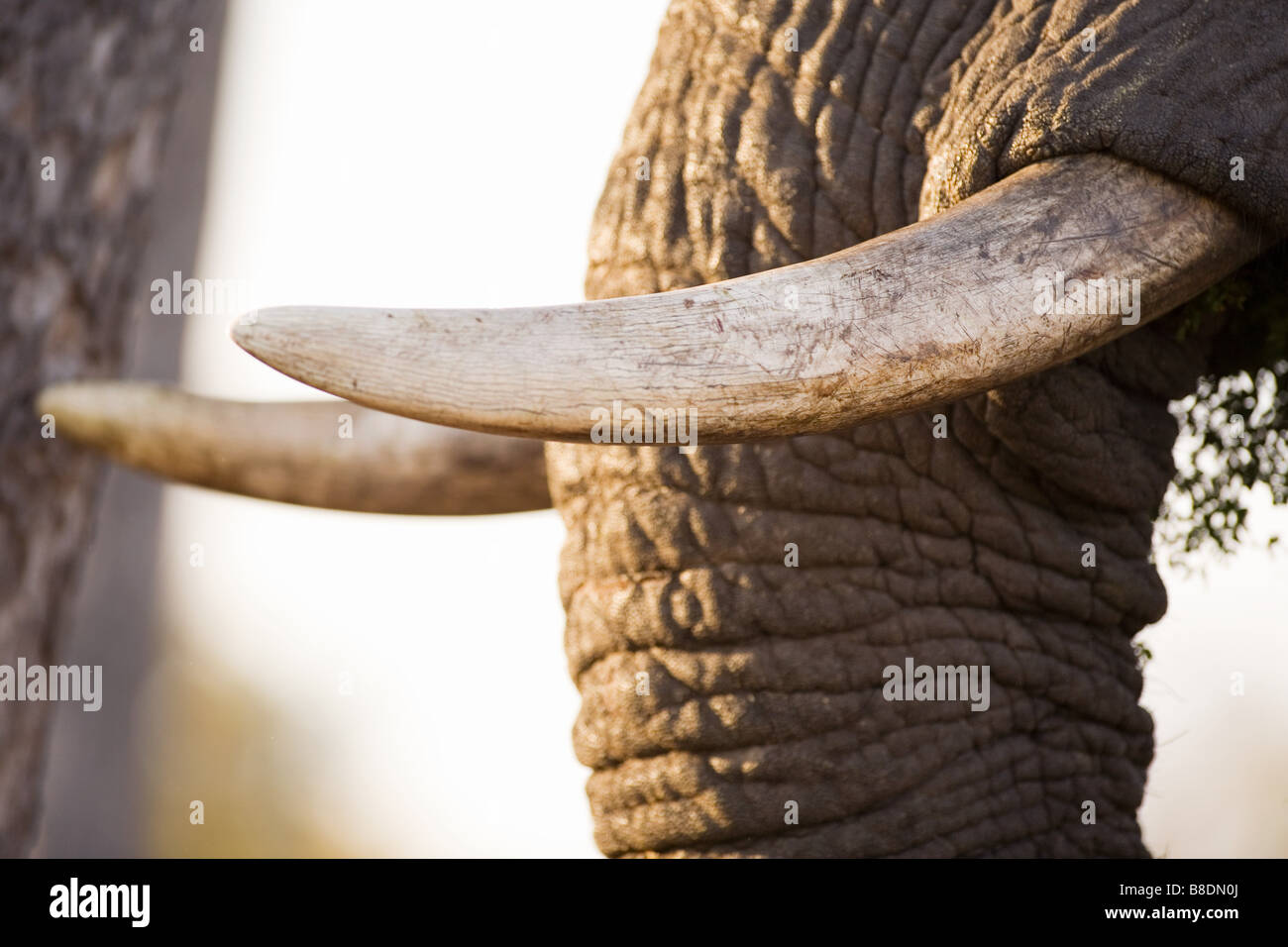 Trunk and tusks of african elephant Stock Photo