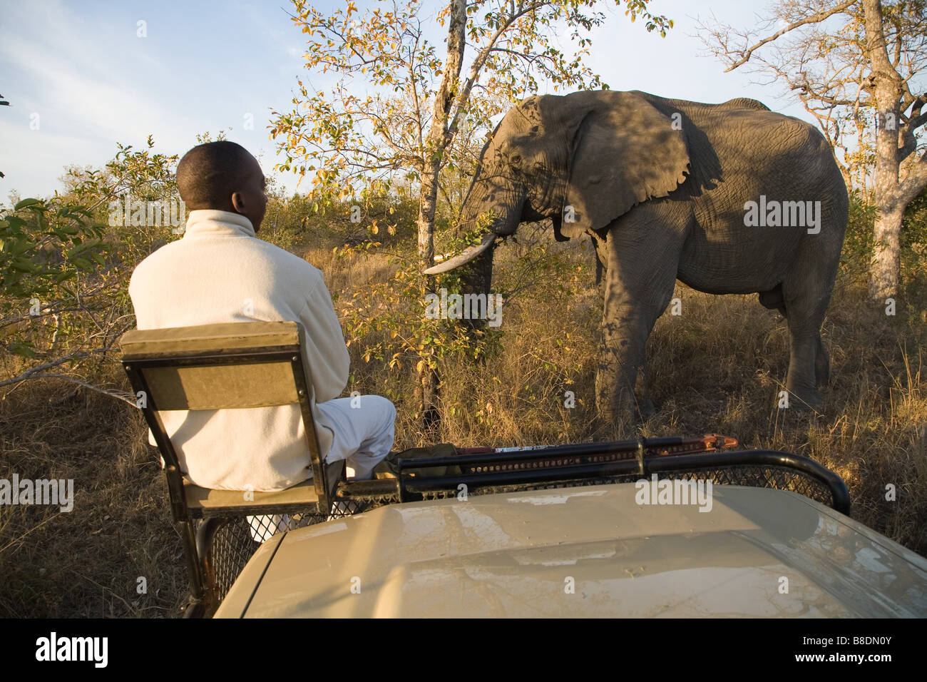 Tracker looking at african elephant Stock Photo