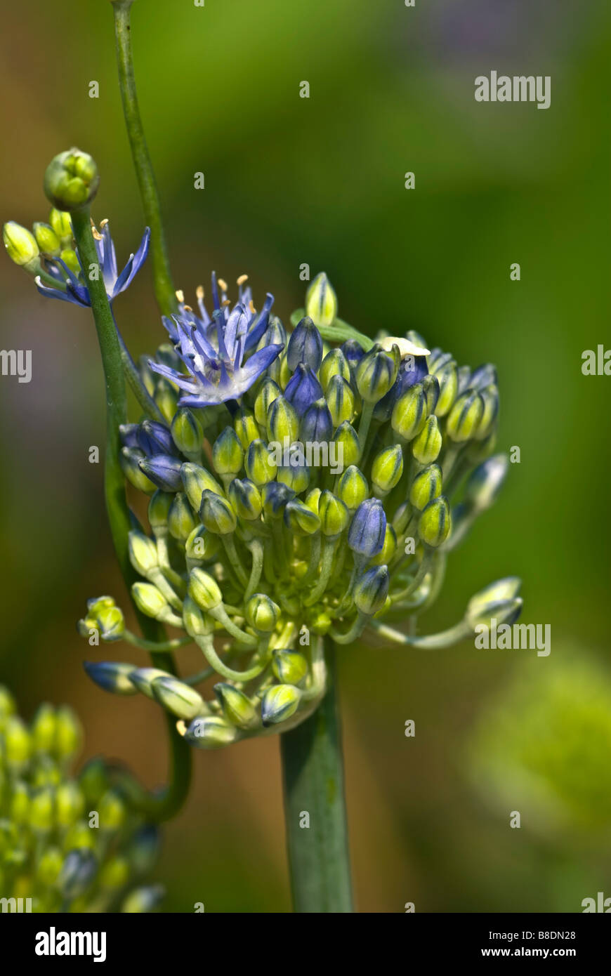 Close-up of flower head of blue globe onion, (Allium caeruleum synonymn Allium azureum) with flowers just beginning to open. Stock Photo