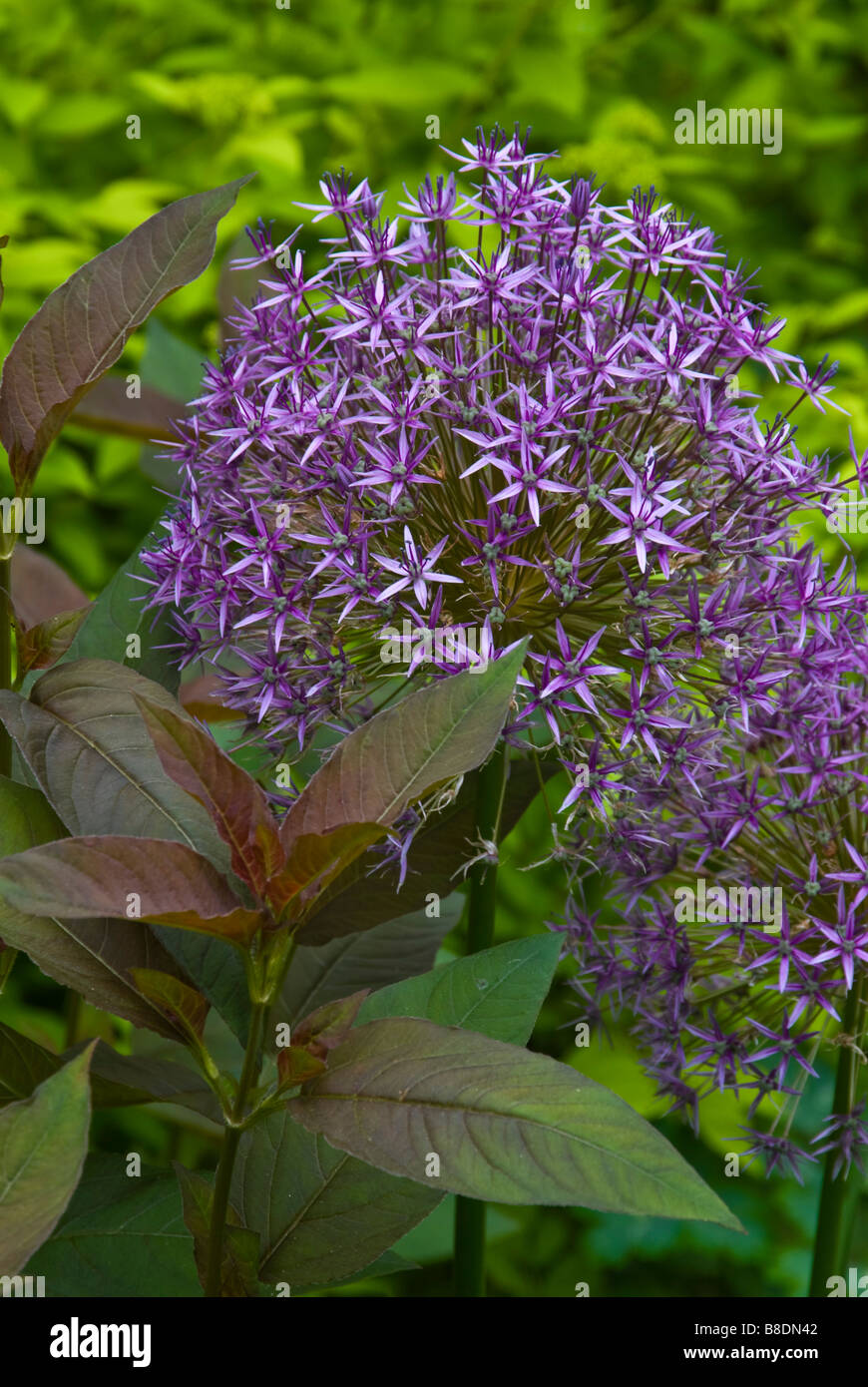 purple color echoes in garden Stock Photo