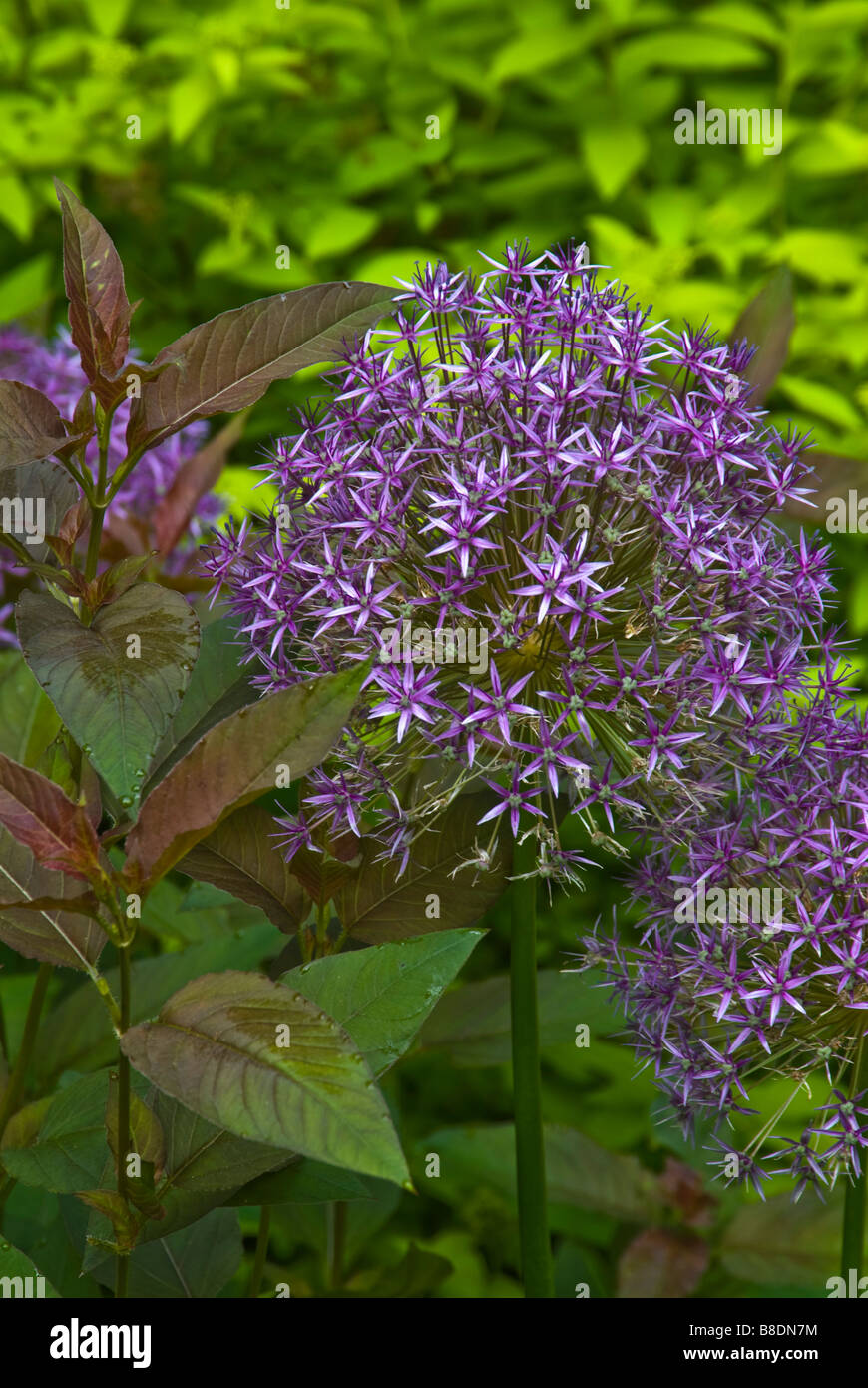 Purple flowers of Allium 'Globemaster' are echoed in purple-tinged leaves of purple-leaf loosestrife, for a sophisticated design Stock Photo