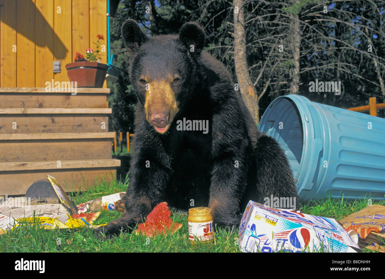 tk0356, Thomas Kitchin; Black Bear raiding house garbage Summer Rocky