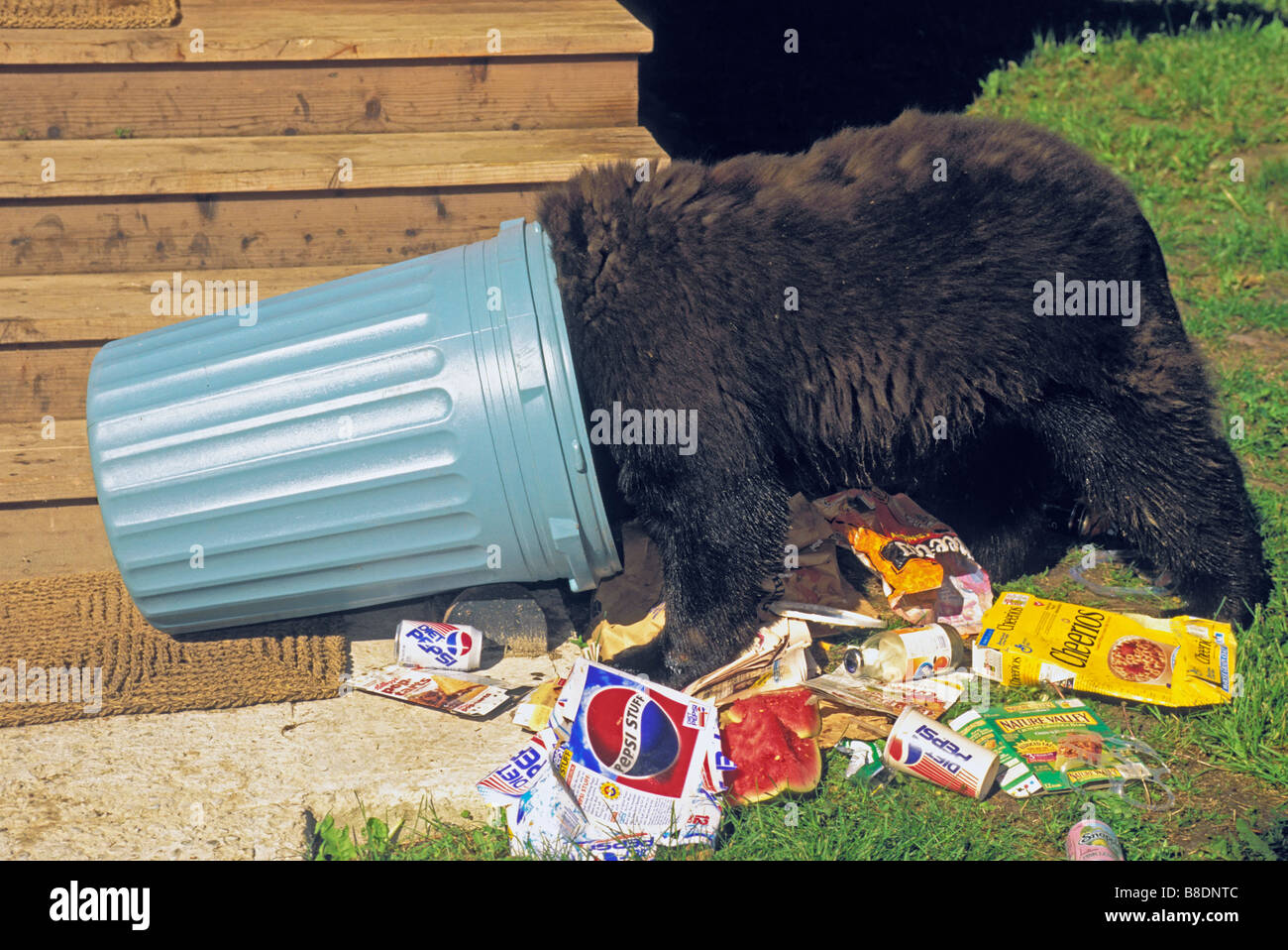 tk0366, Thomas Kitchin; Black Bear raiding house garbage Summer Rocky