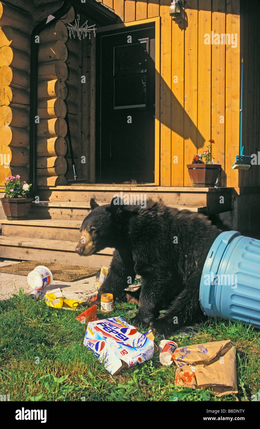 tk0367, Thomas Kitchin; Black Bear raiding house garbage Summer Rocky