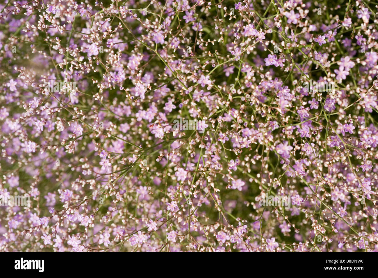 Sea Lavender , Plumbaginaceae, Limonium latifolium, Europe Stock Photo