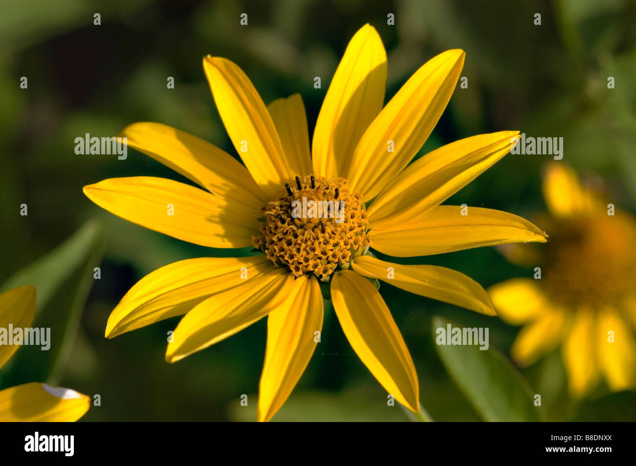 Yellow flowers of smooth oxeye or False Sunflower, Heliopsis