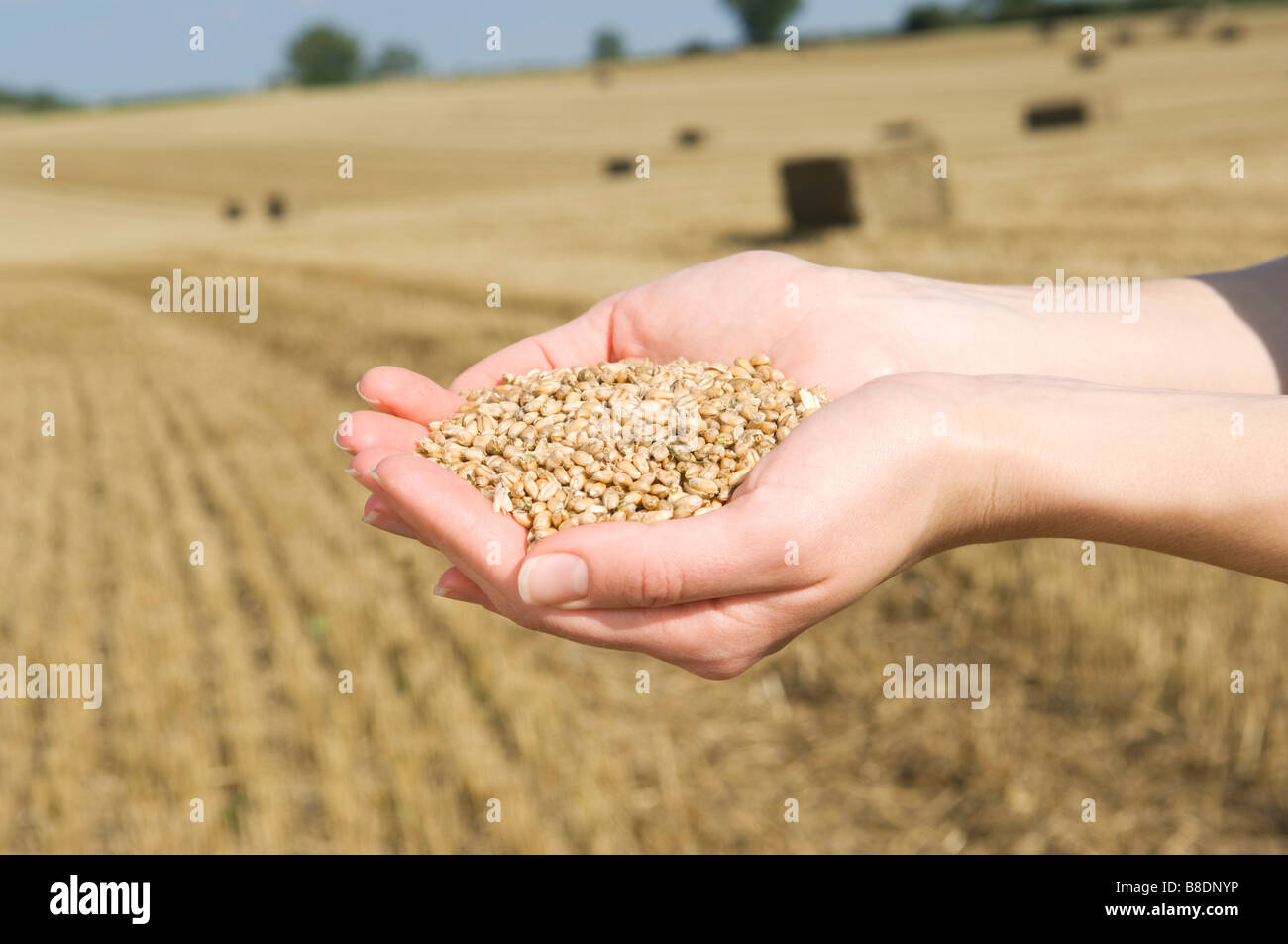 Person holding wheat grains Stock Photo