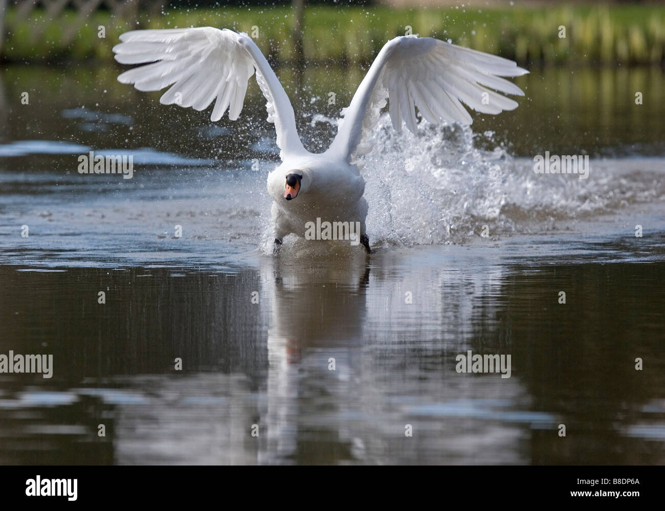 Mute swan taking off from water Stock Photo