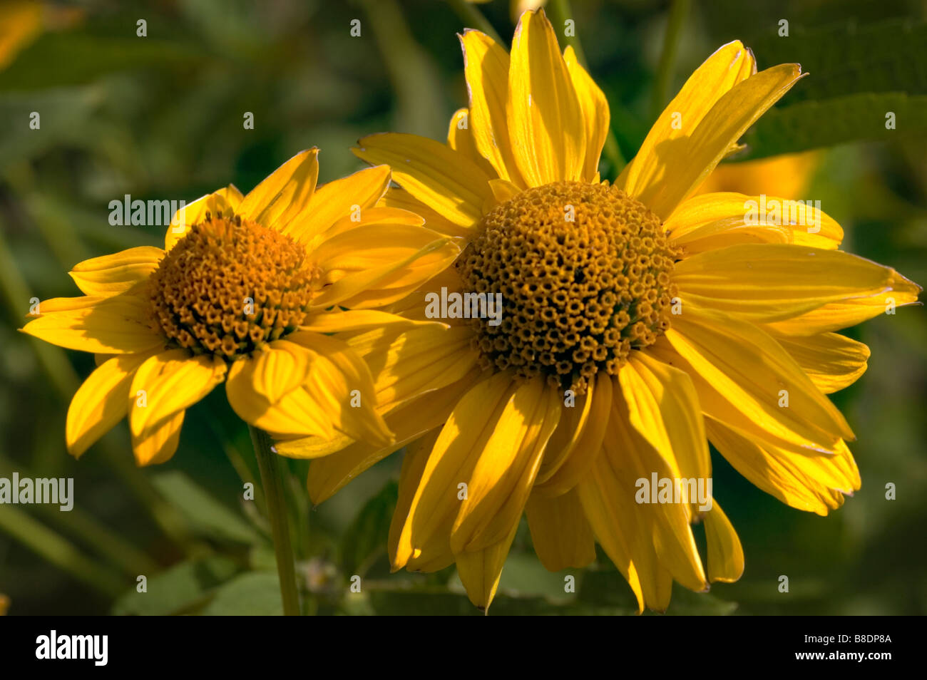 Yellow flowers of smooth oxeye or False Sunflower, Heliopsis helianthoides, North America Stock Photo