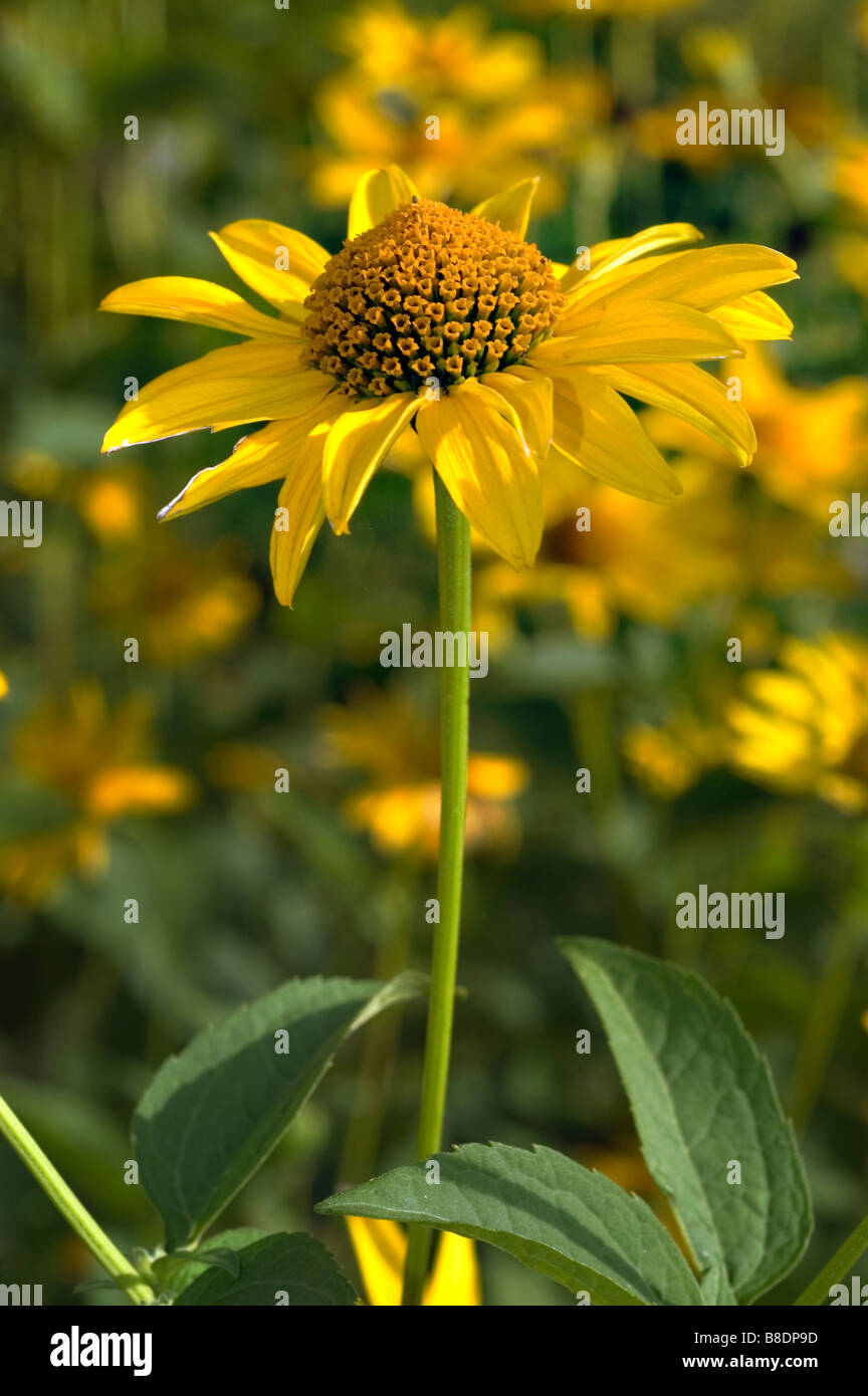 Yellow flowers of smooth oxeye or False Sunflower, Heliopsis