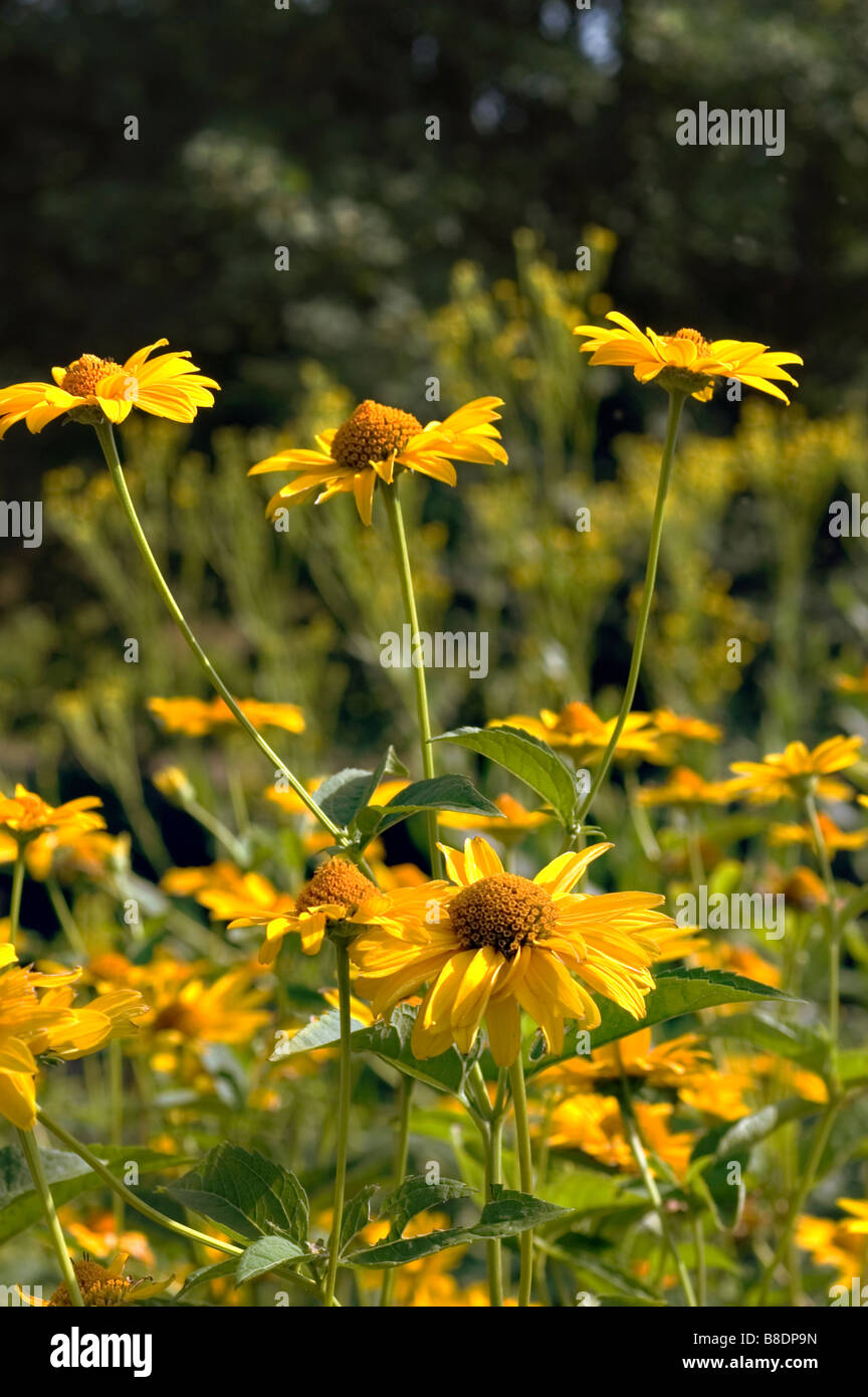 Yellow flowers of smooth oxeye or False Sunflower, Heliopsis helianthoides, North America Stock Photo