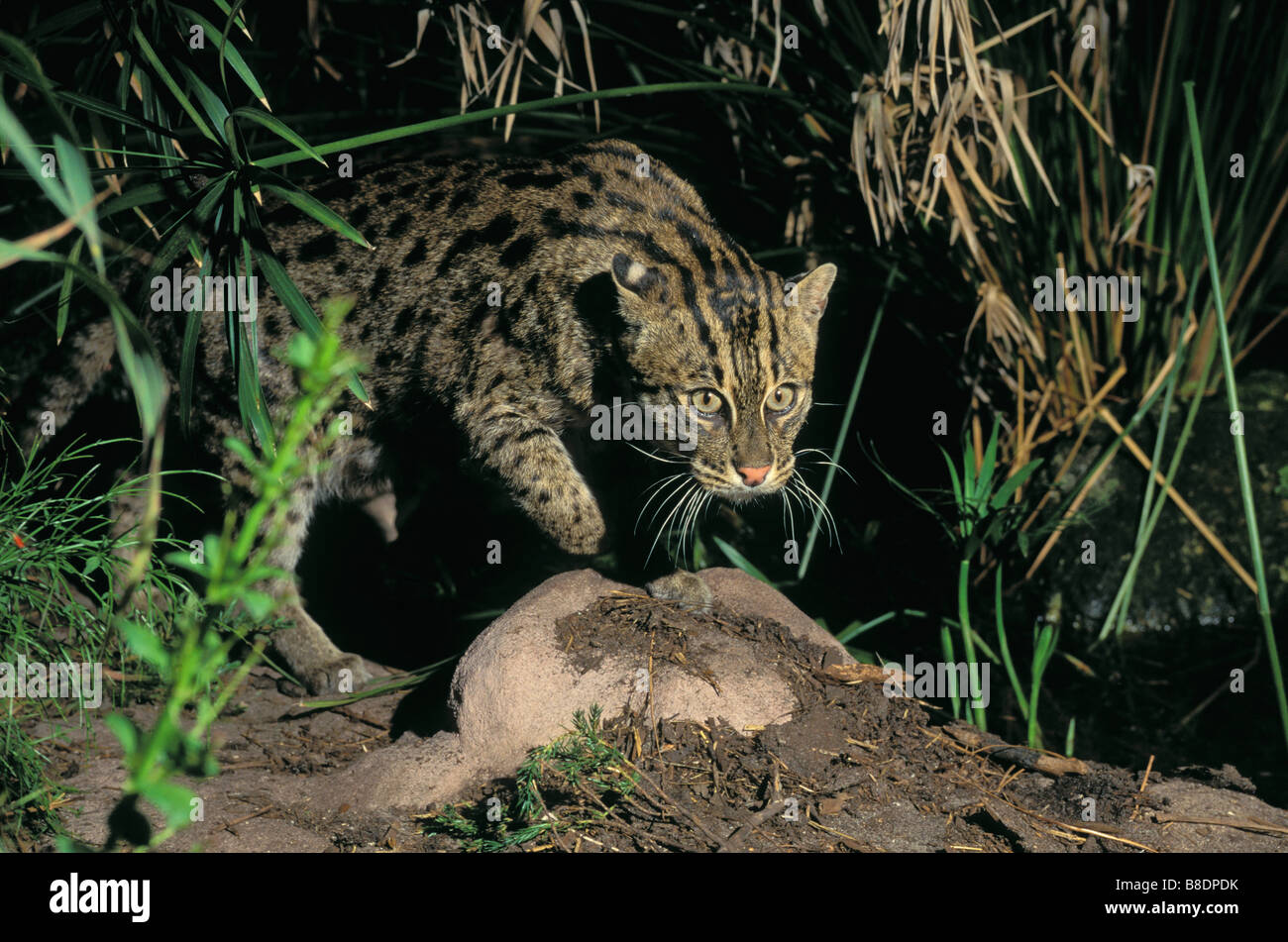 Fishing cat sri lanka hi-res stock photography and images - Alamy