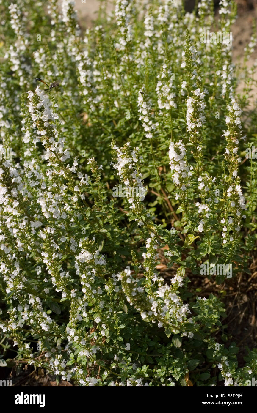Medicine plant of Mountain Mint , Micromeria Thymifolia Stock Photo