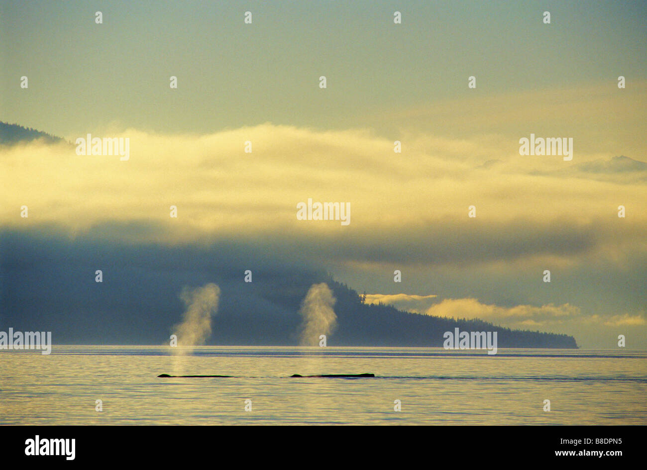 Whale blowholes hi-res stock photography and images - Alamy