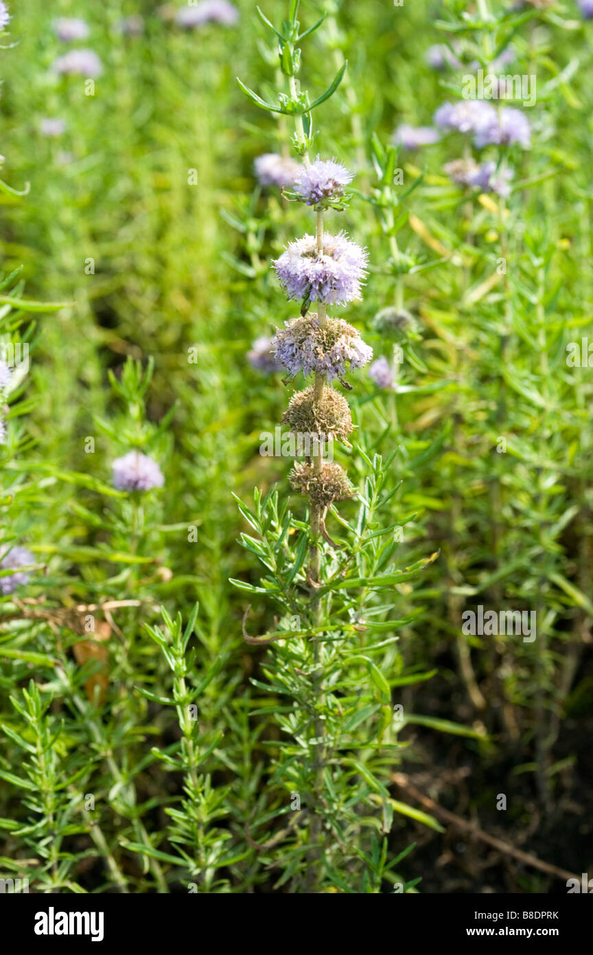 Hart's Pennyroyal, Water Spearmint - Mentha cervina Stock Photo