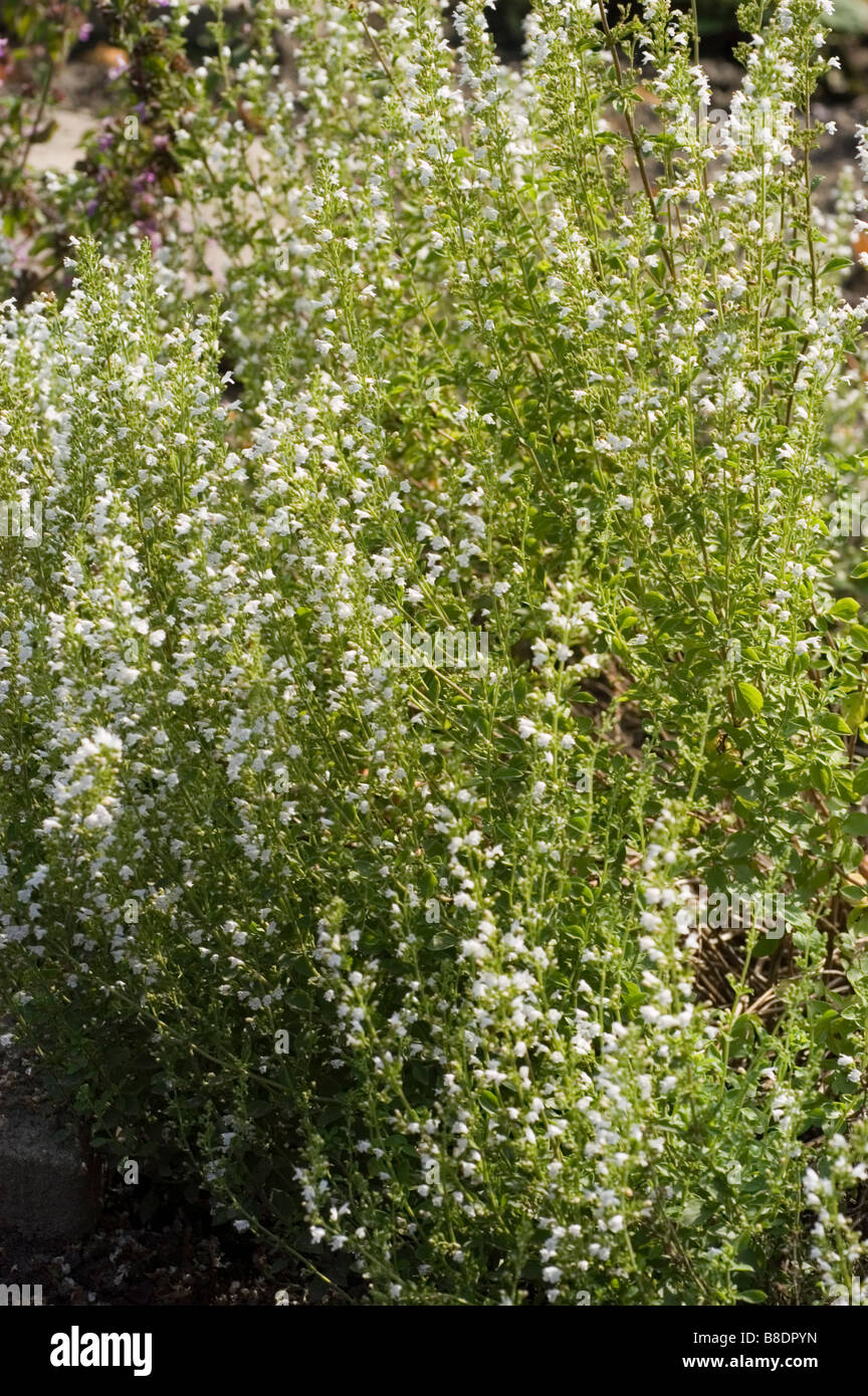 Medicine plant of Mountain Mint ,  Micromeria dalmatica Stock Photo