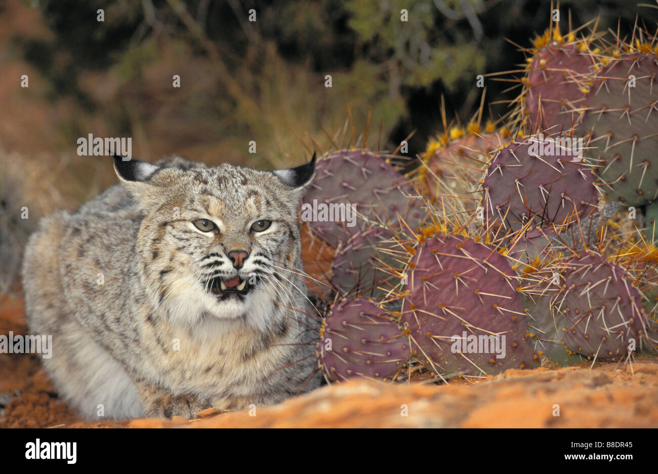 tk0447, Thomas Kitchin; Bobcat in defensive threat posture, neck lowered, ears down, Southwest USA Stock Photo