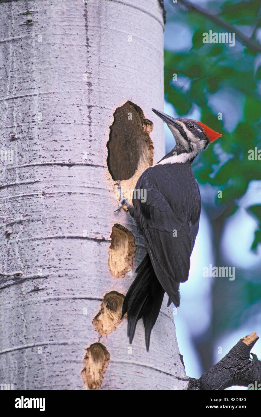 pileated-woodpecker-and-nesting-holes-in-cottonwood-tree-kootenay