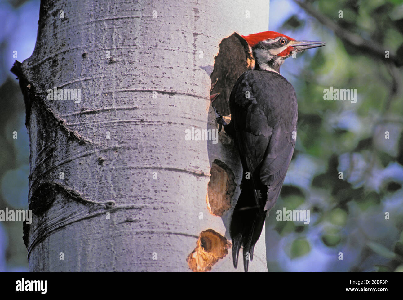 Pileated Woodpecker and Nesting holes in Cottonwood tree, Kootenay