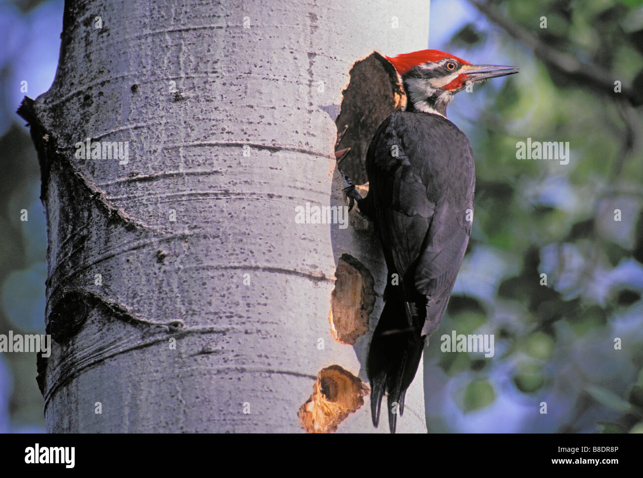 Pileated Woodpecker and Nesting holes in Cottonwood tree, Kootenay National Park, British Columbia Stock Photo