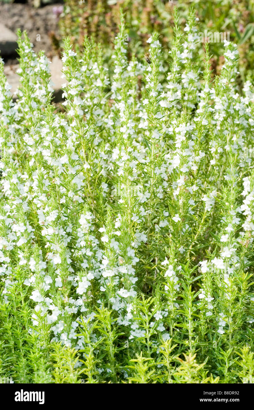 White flowers of Winter Savory, Satureja montana Stock Photo Alamy