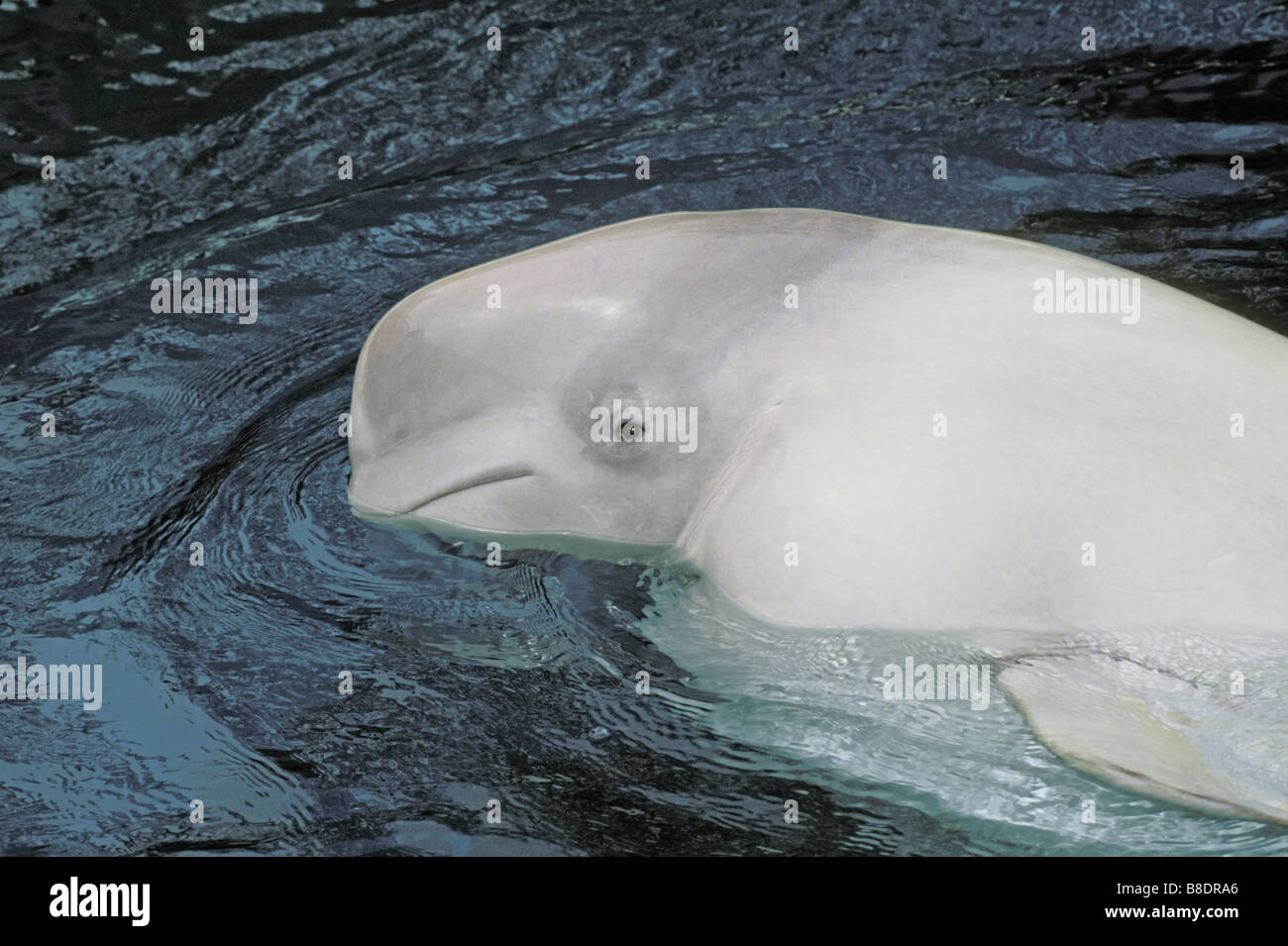 tk0462, Thomas Kitchin; Beluga whale Stock Photo